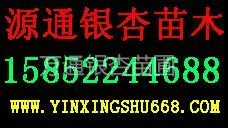 源通银杏苗木供销部