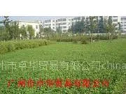 供应白三叶草种,草坪种子白三叶,进口白三叶草种