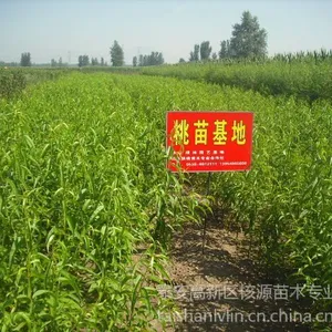 供应优质桃树苗,桃树苗价格,2013年桃树苗价格