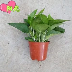 批发防辐射植物 吸收甲醛绿萝100#