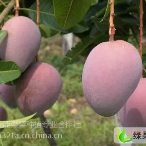 海南热带水果一手货源、诚招代理、一件代发海南杨桃批发