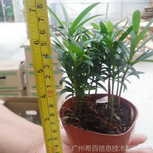 供应(A90)罗汉松,高度:22~25冠幅:11~18 株数≥5cm适宜温度:≥5℃较耐寒