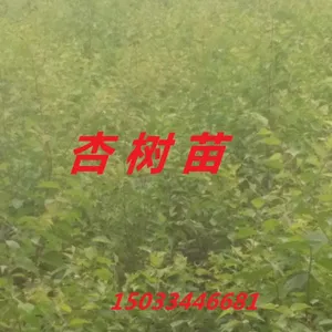 出售河北杏树苗