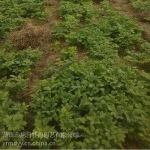 供应菏泽牡丹花卉种苗