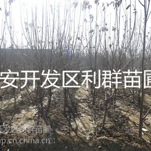 ��Ӧ������ӣ�������� ����������ӣ������ֲ�������� ���ﰫ��ӣ����