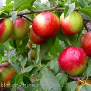 陕西大荔油桃基地，大荔46-28油桃批发，油桃产地价格
