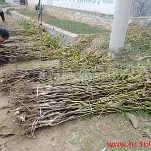 核桃苗***格 哪里核桃苗品种好