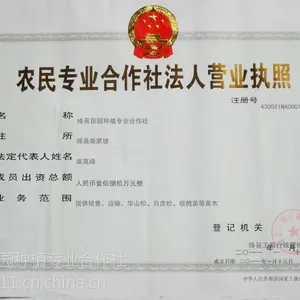 连翘苗【连翘树苗】连翘小苗