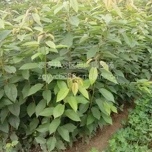 ������ӣ���磬���ӣ�Ҽ޽��磬1�׸�ӣ����۸�