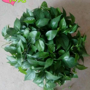 低价批发小盆栽 椰糠种植的防辐射360#长藤绿萝