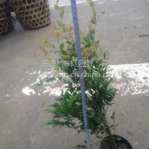 供应多宝果 台湾嘉宝果 树葡萄小苗 嘉宝果树苗盆景