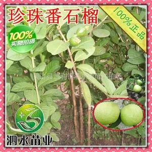 供应供应批发 台湾水果芭乐苗 珍珠番石榴果树苗 绿化占地种苗批发