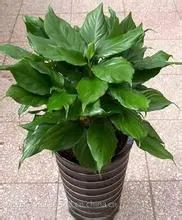 杭州植物出租滨江花卉绿植摆放