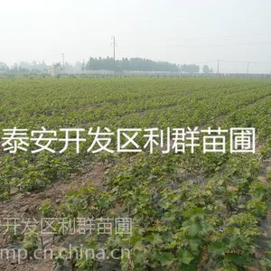 巨峰葡萄苗价格 葡萄树苗价格 山东优质葡萄苗基地