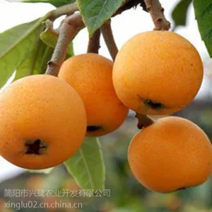 宁夏枇杷树苗基地,宁夏枇杷树苗品种,宁夏枇杷树苗特点