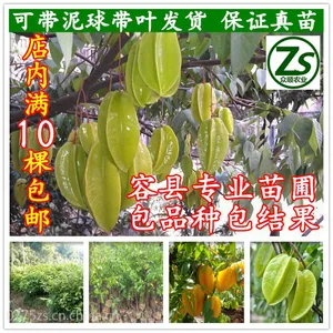 杨桃树苗 嫁接台湾杨桃苗 马来西亚红杨桃南方盆栽地栽 众顺农业
