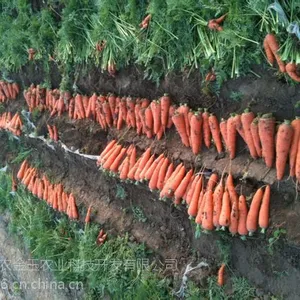 ��Ӧ�����������°�-���ܲ�����