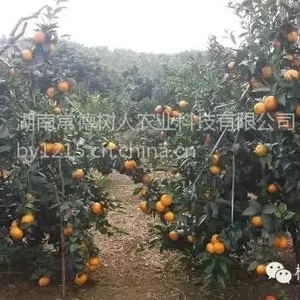 ���Ϲ�Ӧ��������Ӹ��� �޲��������ָ��� 30��70���ָ߼޽�С��