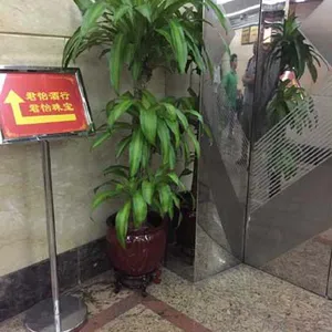广州专业室内花木出租公司广州绿植租摆公司