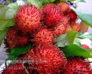 海南鲜果代发代购水果基地一手诚招海南热带水果代理