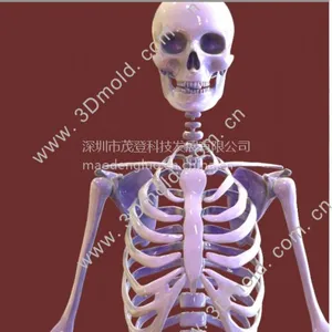 深圳生物模型制作3D打印,深圳3D医疗模型打印服务,医疗行业相关模型快速成型手板样板
