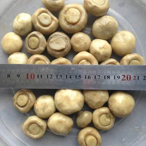 河北供应盐渍蘑菇，双孢菇，整菇，切片，常年供应