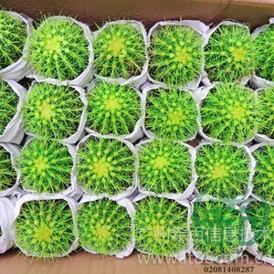 供应高度:9~13 冠幅:≥9cm供应美琥(绿色)整箱