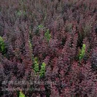 供应山东青州种植基地绿化苗木自产红叶小檗
