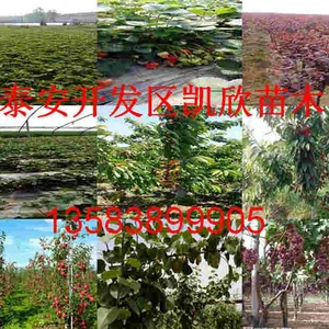 泰安高新区北集坡凯欣园艺场