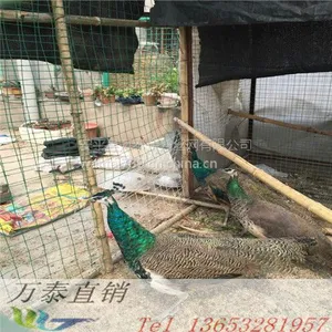 Ȧ��Χǽ��������� ������˿���۸� ��ɫΧ������