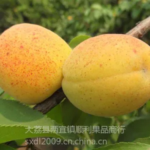 陕西凯特杏价格 凯特杏基地***格