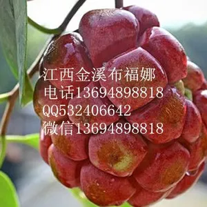 鄱阳县田畈街金溪水稻种植专业合作社