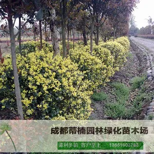 成都苗木基地供应金禾女贞 成都金禾女贞价格 成都金禾女贞苗木基地