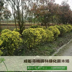 成都苗木基地供应金禾女贞 成都金禾女贞价格 成都金禾女贞苗木基地