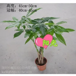 家居环境布置绿植三编发财树盆栽批发