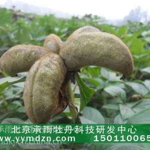 油用牡丹凤丹苗销售中心