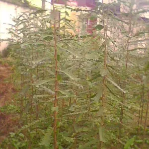 山东皂角树苗 河南皂角树苗 河北皂角树苗