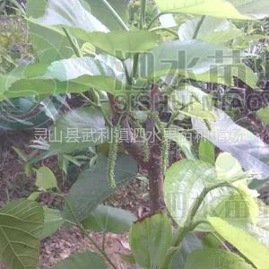 供应供应超级台湾长果桑种苗 庭院阳台盆栽南方果树苗木植物批发