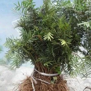 红豆杉种苗基地、辽宁红豆杉、红豆杉小苗