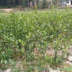 2017灯笼组合品质优良∴节庆用品中国特色灯笼