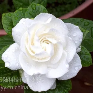 武汉小栀子花盆栽带花苞当年开花,可免费送货,使空气长久芳香