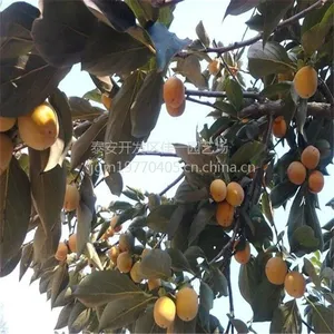 泰安佳一园艺场大量供应嫁接梨树苗 两年梨树苗价格 0.8公分粗成苗