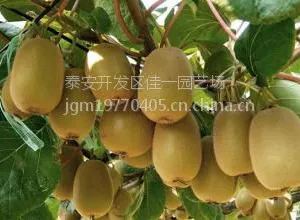 猕猴桃苗批发 金艳猕猴桃苗价格 多少钱一棵 嫁接高产品种 盆栽地栽均可 佳一园艺场基地