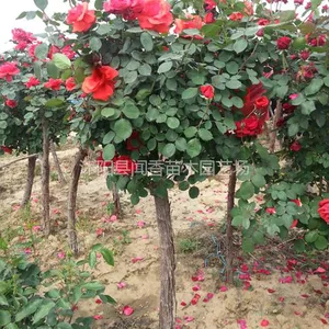 供应树状月季树花朵密植茂盛大冠幅 直径3~5公分 1米以上分枝点 包喜欢