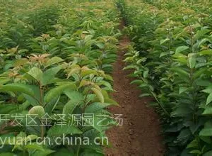 ӣ���磬 1���ּ�����������ӣ����۸�1���ְ���������ӣ�������
