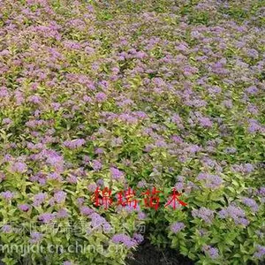 绣线菊产地 批发一二年生绣线菊苗