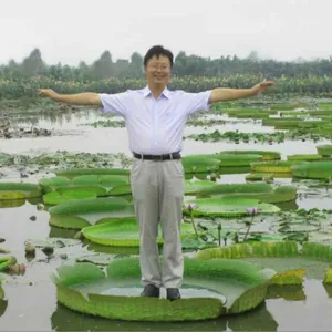 安新县荷水湾水生植物种植专业合作社