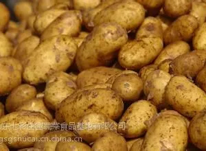 供应优质土豆 荷兰十五 果型周正 外型好看 价格便宜 出口标准