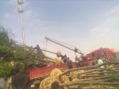 供应低价供应句容红榉树