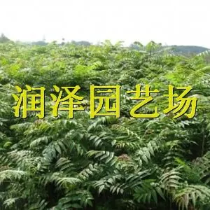 供应大棚香椿苗--二年香椿苗,二年红油香椿苗